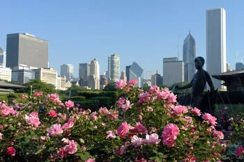 Chicago skyline and roses in bloom