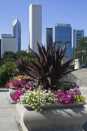 Flowers and Downtown Chicago skyline